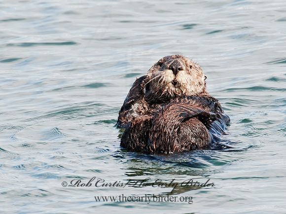 Enhydra lutris nereis  SOUTHERN SEA OTTER 8020355 z
