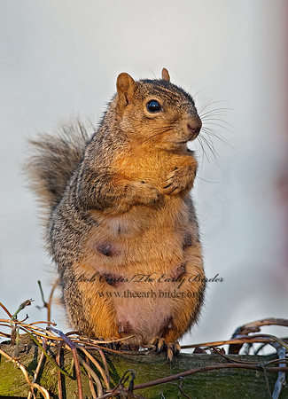 Sciurus niger  FOX SQUIRREL 8027326z