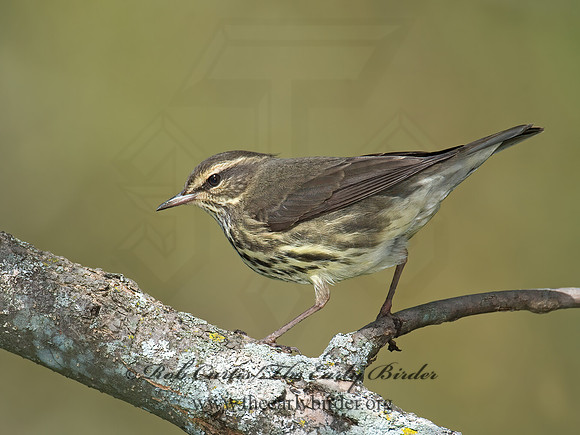 Parkesia noveboracensis  NORTHERN WATERTHRUSH 9014525z