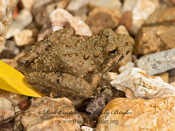 Acris blanchardi  BLANCHARD'S CRICKET FROG 9052094 z