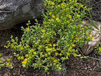 Sedum nuttallii YELLOW STONECROP 3035396z