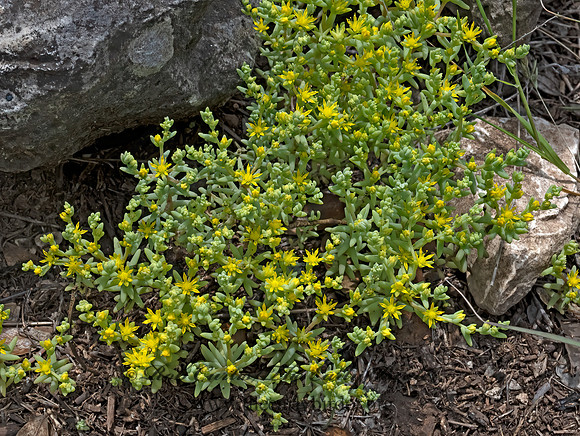Sedum nuttallii  YELLOW STONECROP 3035396z