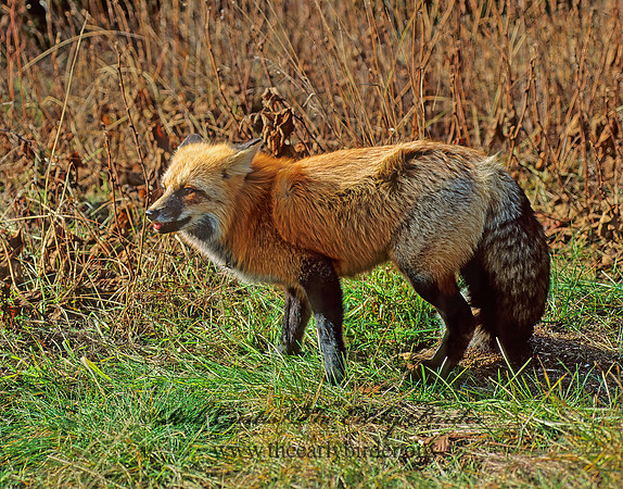Vulpes vulpes  RED FOX 62316z