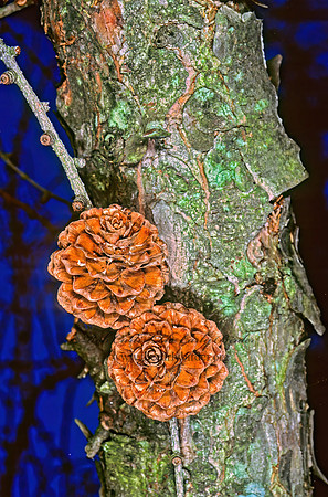 Larix decidua  EUROPEAN LARCH 215023z