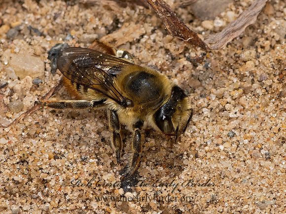 Megachile latimanus  BROAD-HANDED LEAFCUTTER 3023120z