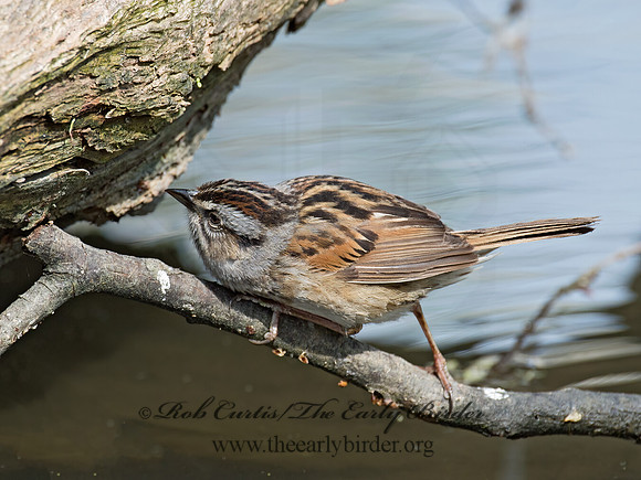 Melospiza georgiana  SWAMP SPARROW 9021641z