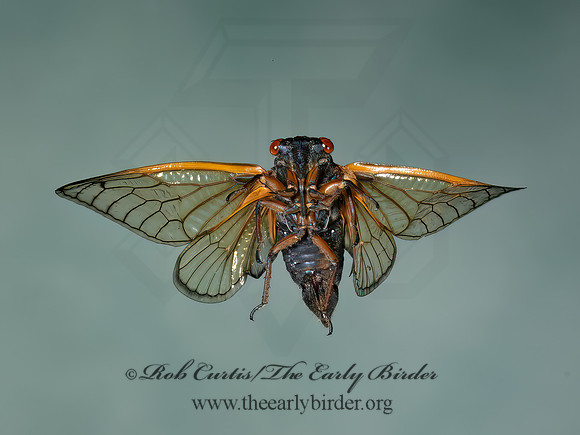Magicicada cassinii CASSINI'S 17-YEAR CICADA 9089100z