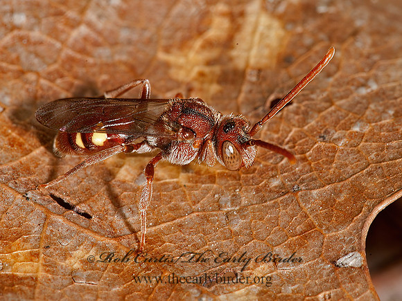 Nomada ruficornis grp  NOMAD BEE 8034073z