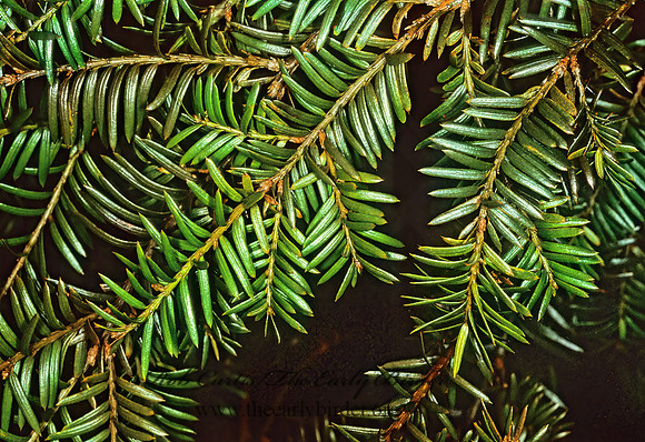 Toxus canadensis - AMERICAN YEW 215236z
