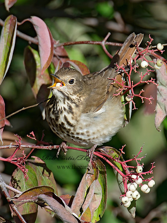 Catharus guttatus  HERMIT THRUSH 9015484z