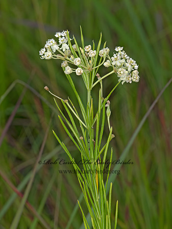 Asclepias verticillata  WHORLED MILKWEED 3022516z