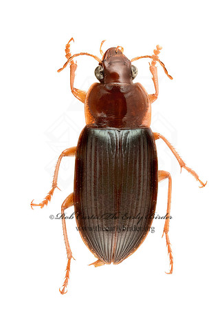 Notiobia terminata 9020486z