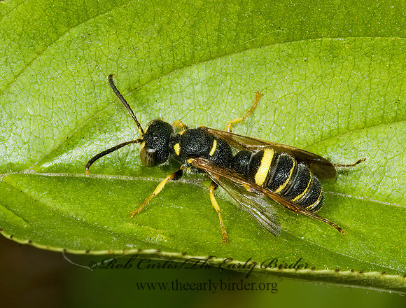 Cerceris  WEEVIL WASP 5010644z