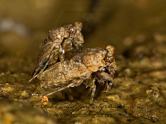 Gelastocoris oculatus 8016398z