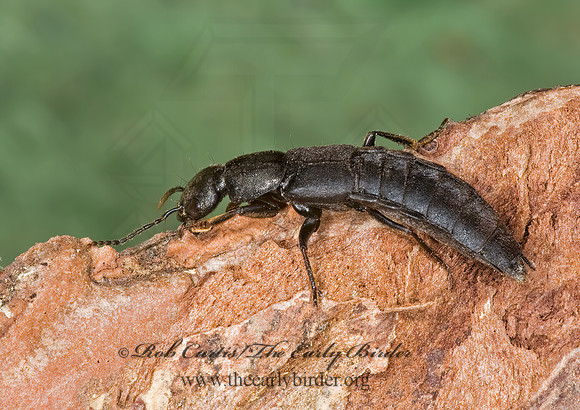 Tasgius melanarius~ 8002362z
