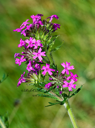Glandularia chiricahensis  CHIRICAHUA MOCK VERVAIN 7009984z
