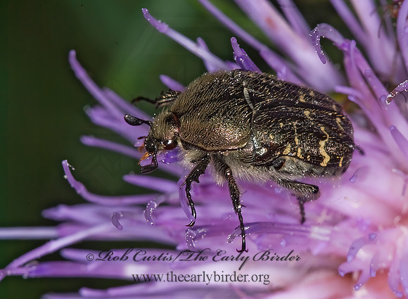 Euphoria sepulcralis 6014098z