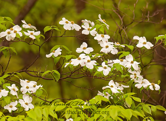 Cornus florida  FLOWERING DOGWOOD 3001909z