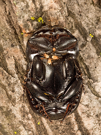 Copris fricator  DUNG BEETLE 9050392z