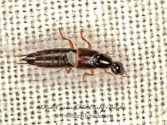 Philonthus 9066746z