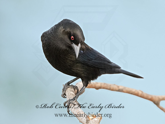 Molothrus aeneus  BRONZED COWBIRD 3034475z