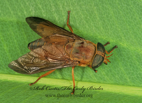 Tabanus  HORSE FLY 261903z