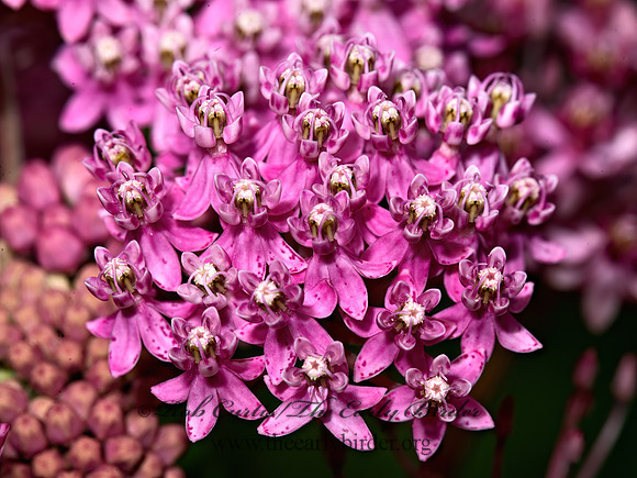Asclepias syriaca  COMMON MILKWEED 9040250z