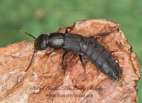 Tasgius melanarius~ 8002360z