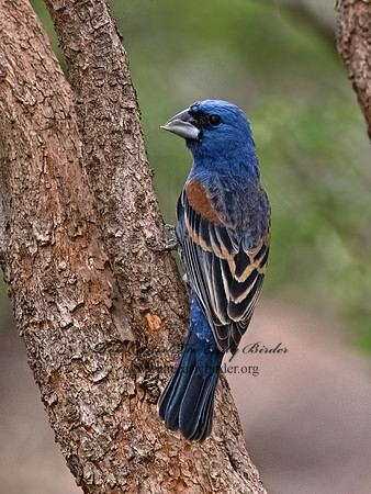 Guiraca caerulea  BLUE GROSBEAK 3037398z