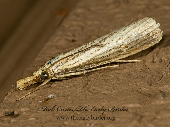 Agriphila vulgivagellus VAGABOND CRAMBUS 5015599z