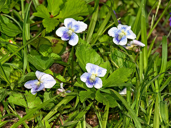 Viola soraria priceana  CONFEDERATE VIOLET 8035361z