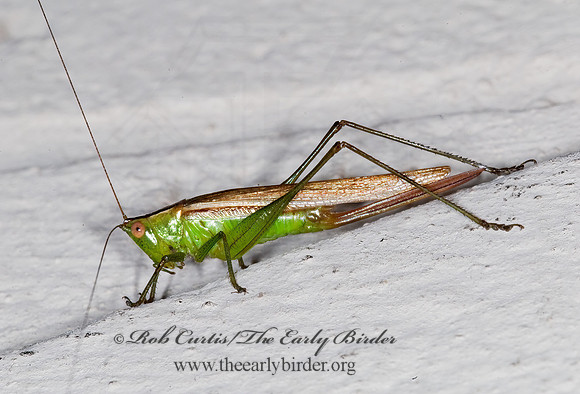 Conocephalus fasciatus  SLENDER MEADOW KATYDID 6013005z