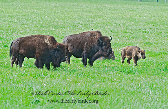 Bison bison  BISON 8023910z
