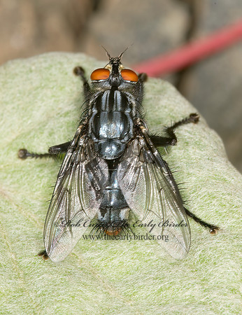 Sarcophagidae  FLESH FLY 9036080z