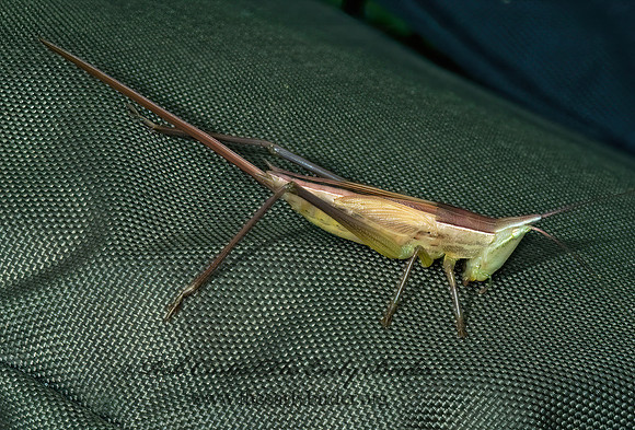 Neoconocephalus nebrascensis 5001251z