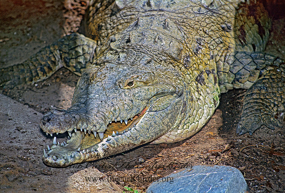 Crocodylus intermedius  ORINOCO CROCODILE 276729z