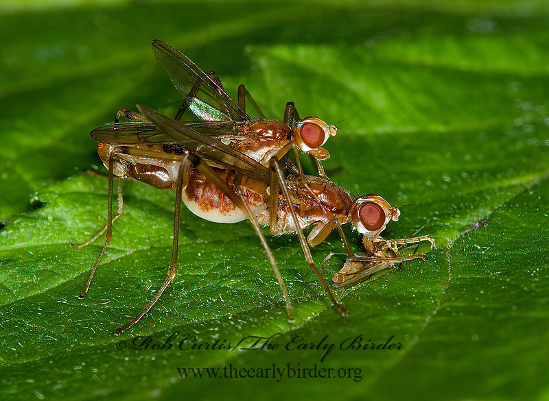 Micropezidae Rob Curtis/The Early Birder | Micropezidae (STILT-LEGGED-FLIES)