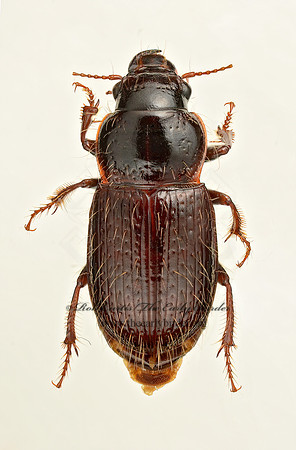 Piosoma setosum 9019401z