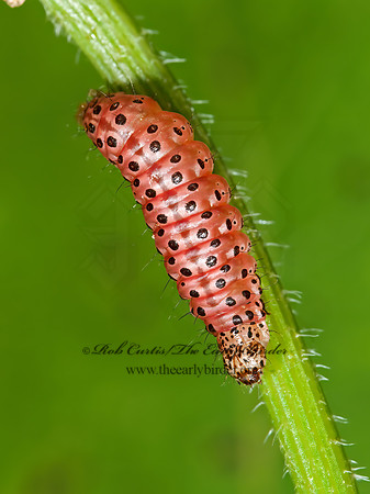 Sitochroa palealis  CARROT SEED MOTH 8031419z