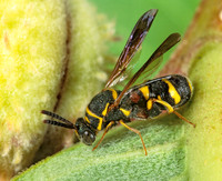 Leucospis affinis 1115833z