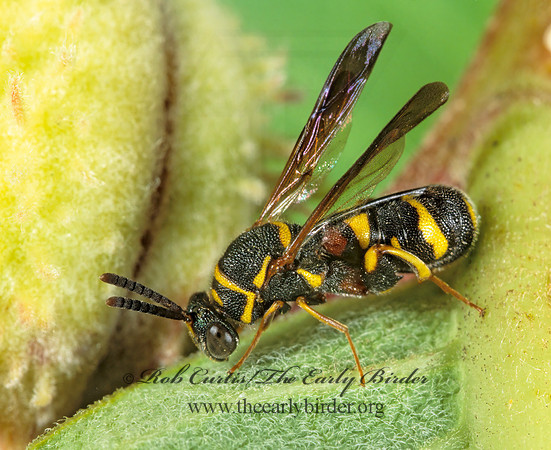Leucospis affinis 1115833z