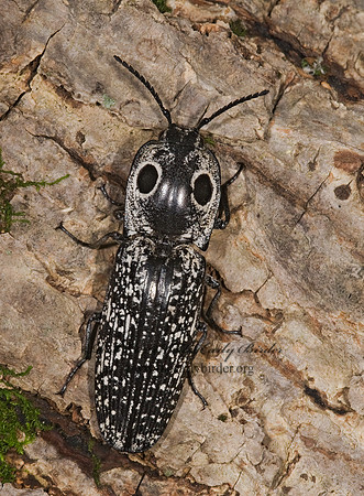 Alaus oculatus 8006151z
