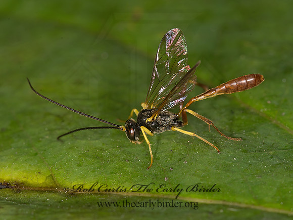 Dusona  CAMPOPLEGINAE ICHNEUMON WASP 9041360z