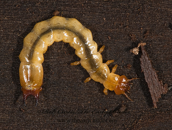 Dendroides canadensis 8004834z