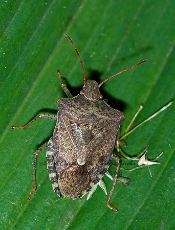 Euschistus tristigmus  DUSKY STINGBUG 6007011z