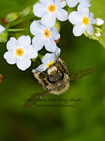 Megachile gemula 8015245z