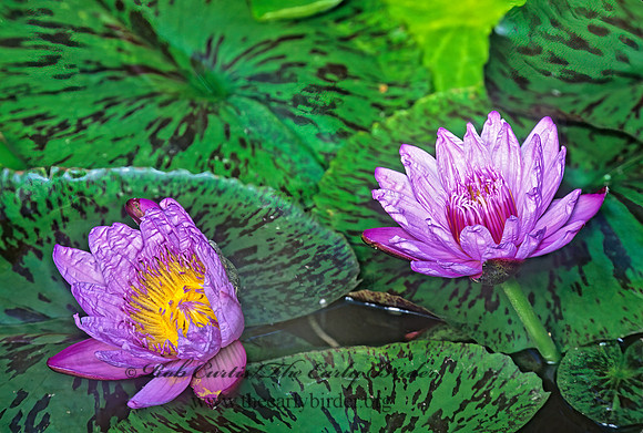 Nymphaea hybrid  TROPICAL WATER LILY 304437z