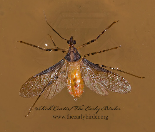 Castolus ferox 6026805z