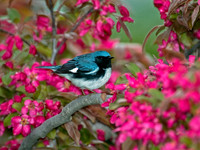 Setophaga caerulescens BLACK-THROATED BLUE WARBLER 5006524 z