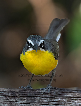 Icteria virens  YELLOW-BREASTED CHAT 3040998z